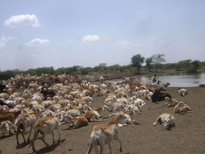 pastoralismsudan